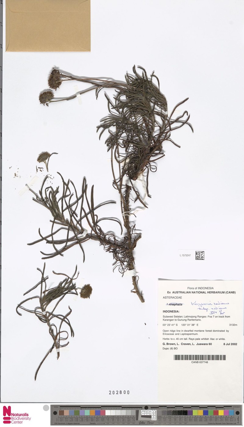 Keysseria radicans photo 5
