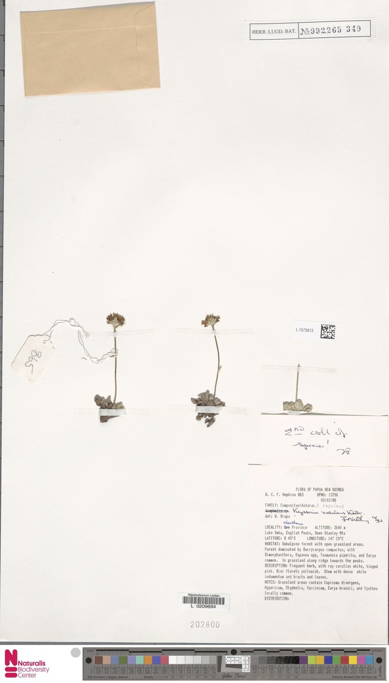 Keysseria rosulans
