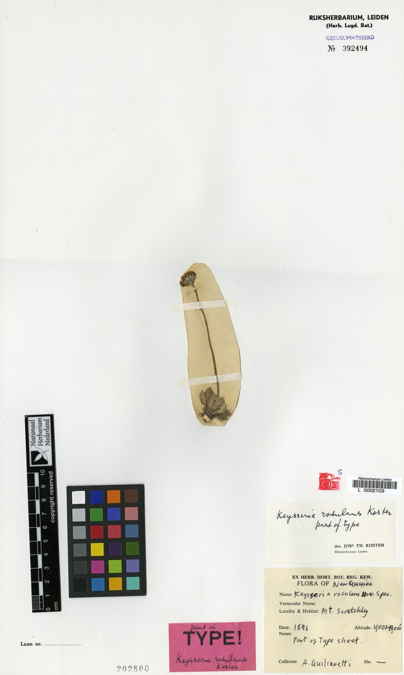 Keysseria rosulans photo 2