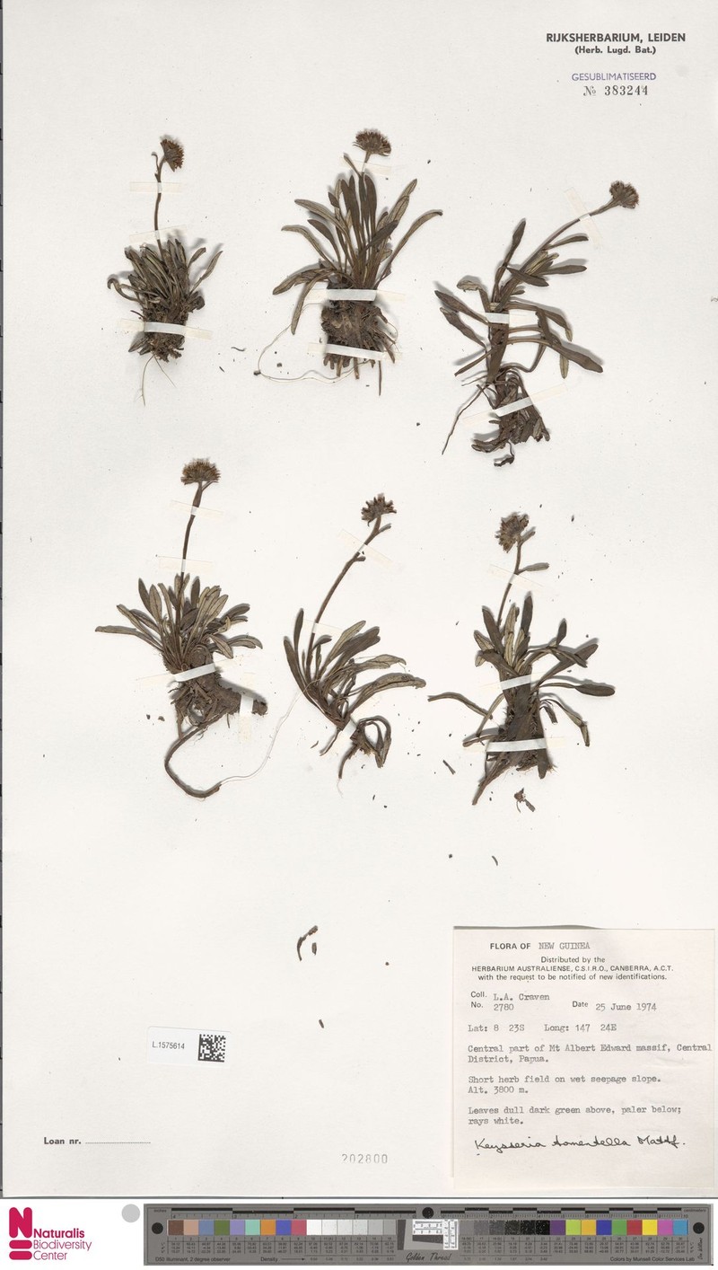 Keysseria tomentella