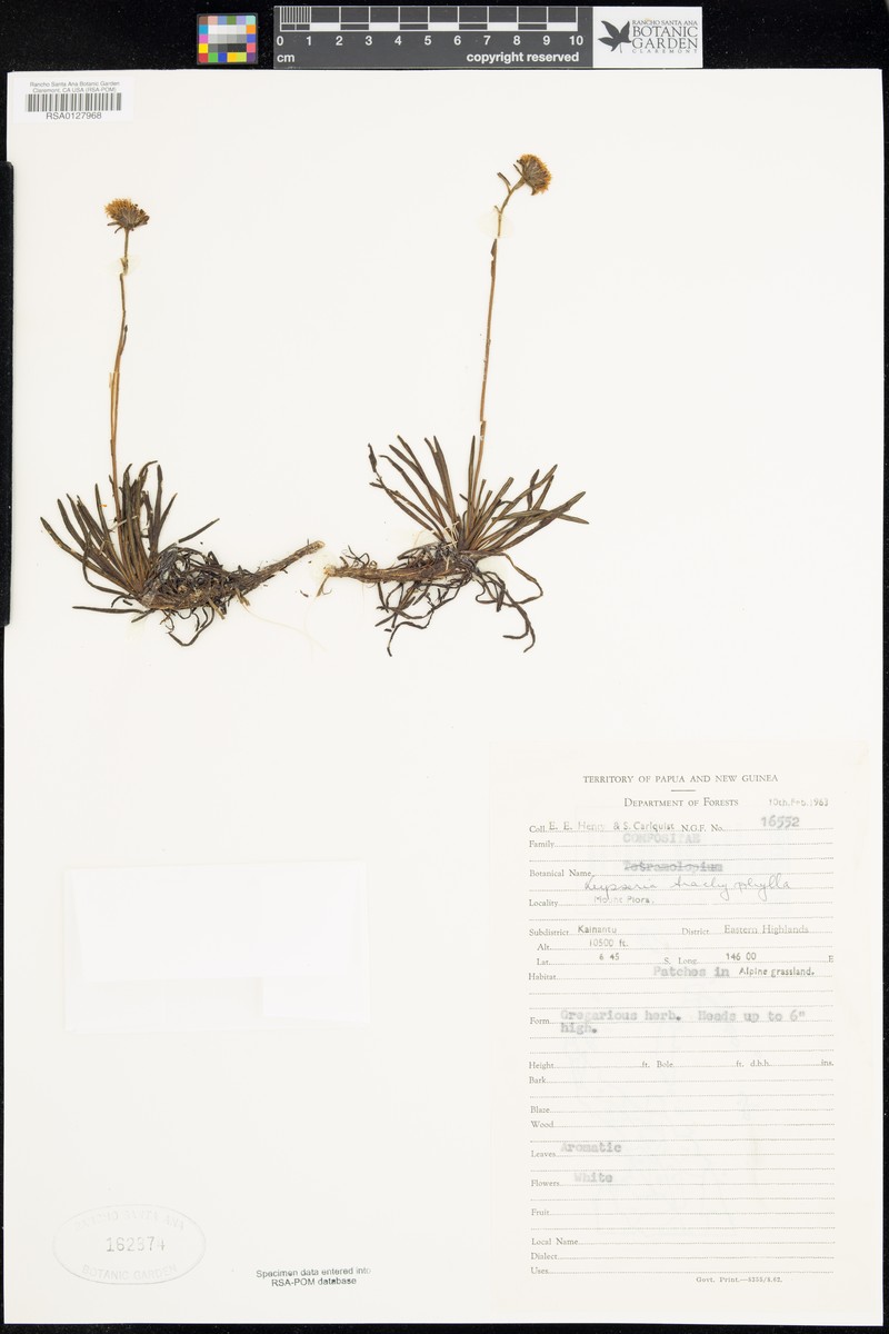 Keysseria trachyphylla