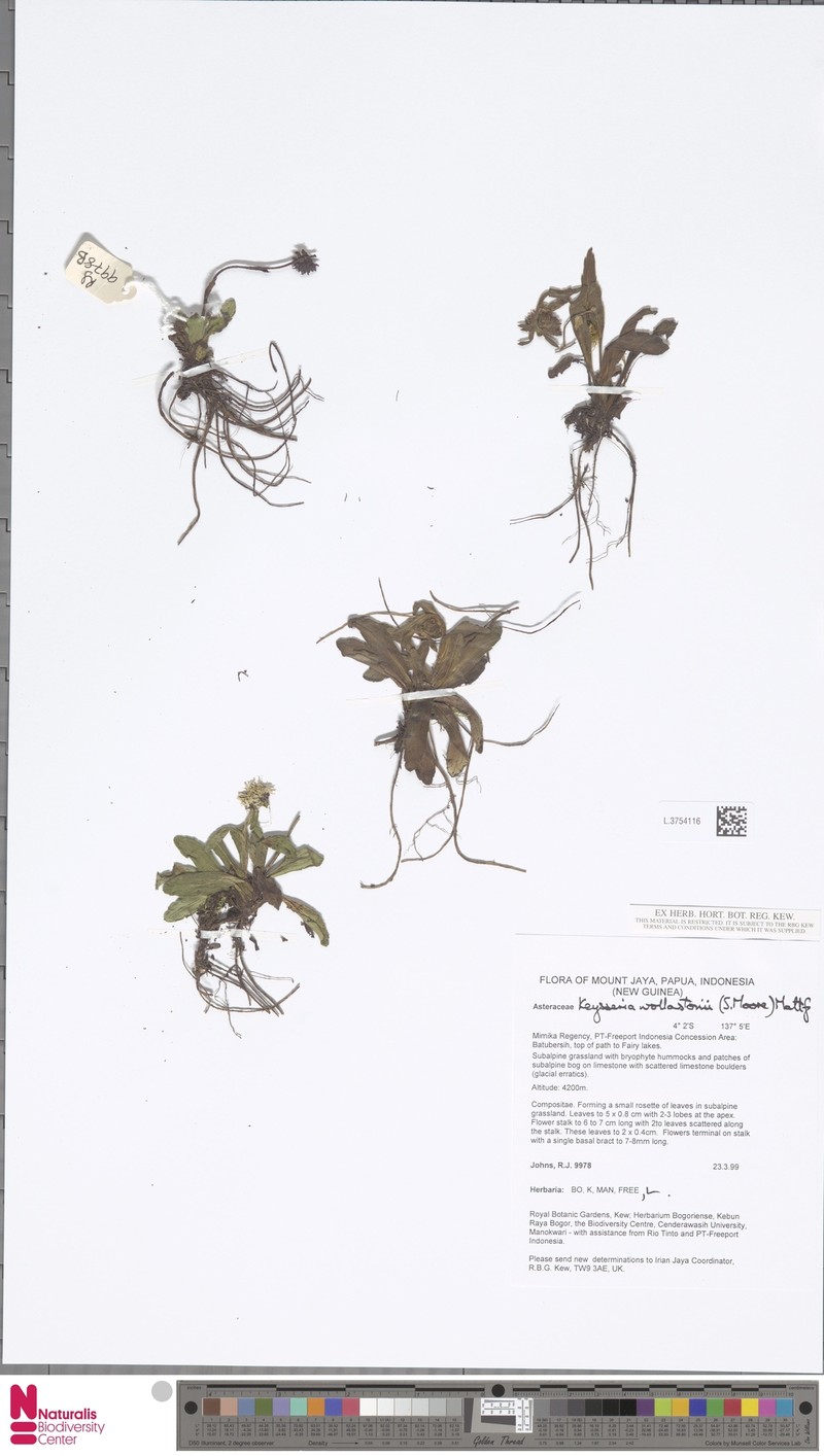 Keysseria wollastonii
