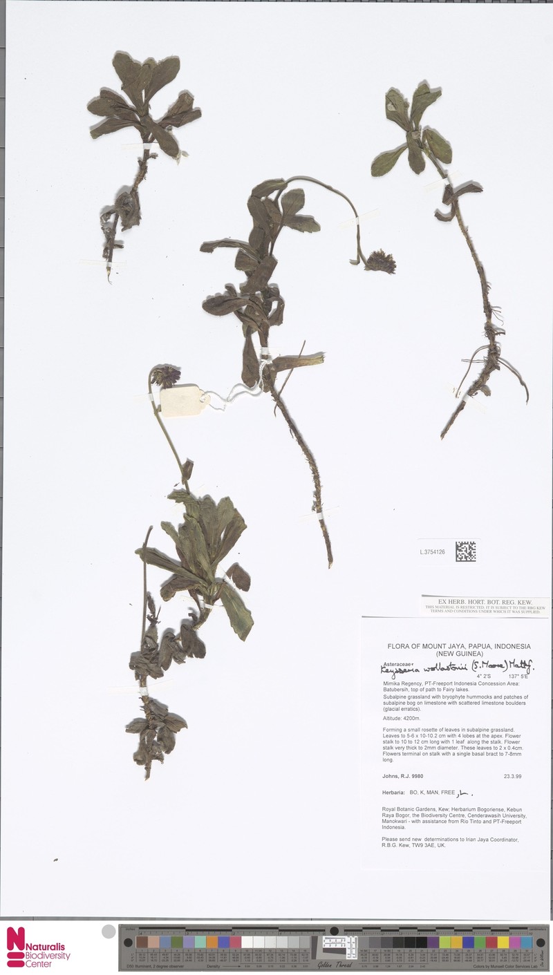 Keysseria wollastonii photo 2
