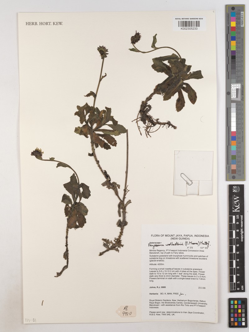 Keysseria wollastonii photo 3