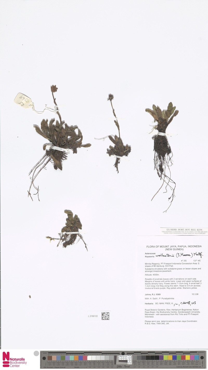 Keysseria wollastonii photo 4