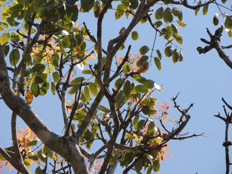 Nyasaland Mahogany photo 5