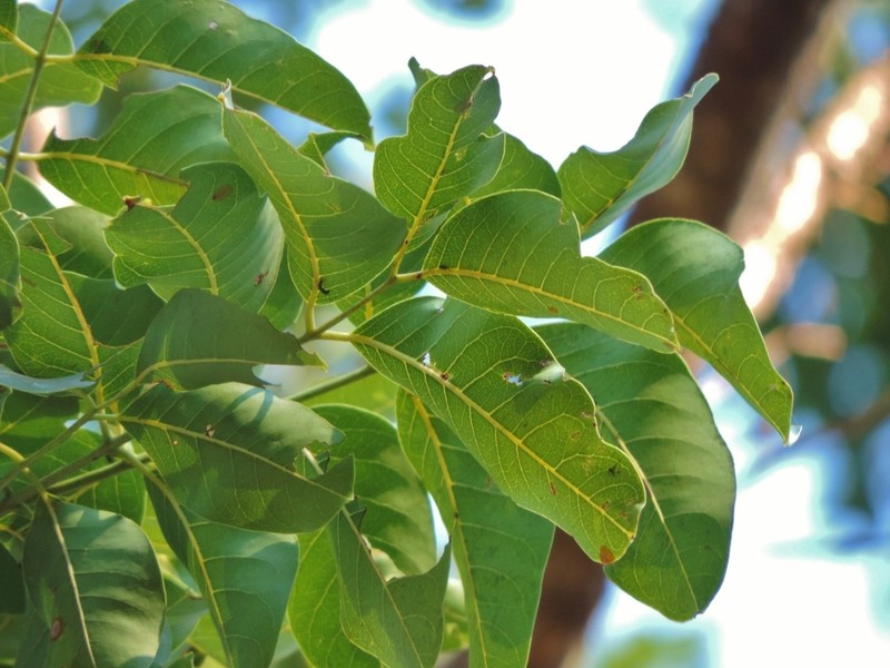 Nyasaland Mahogany photo 6