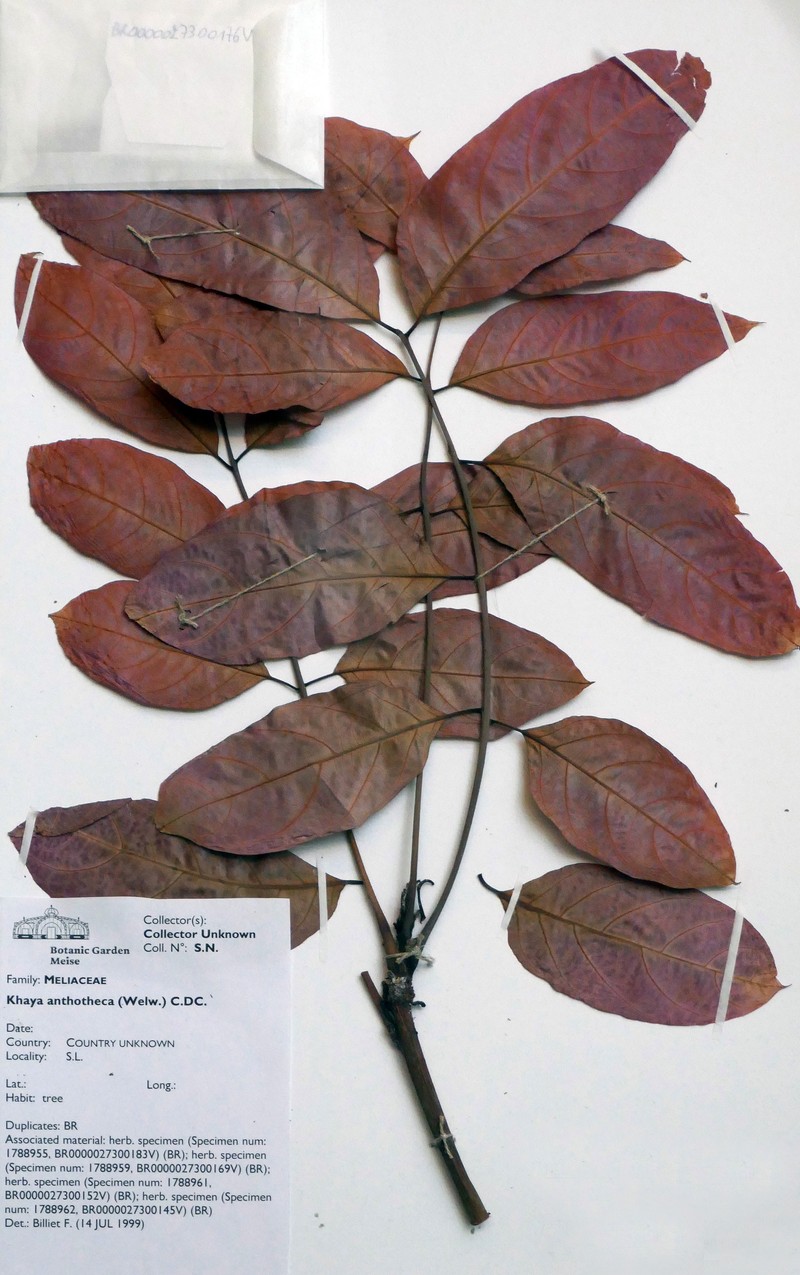 Nyasaland Mahogany photo 2