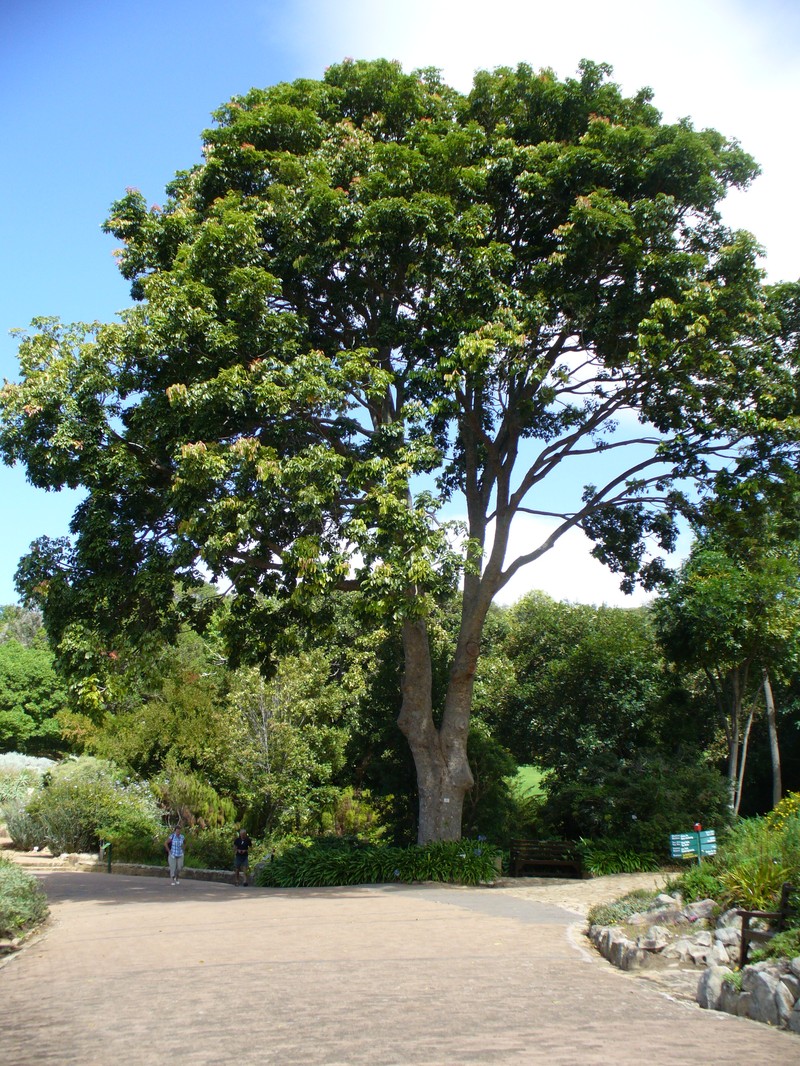Nyasaland Mahogany photo 3