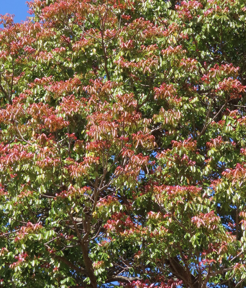 Nyasaland Mahogany photo 4