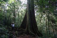 Nyasaland Mahogany