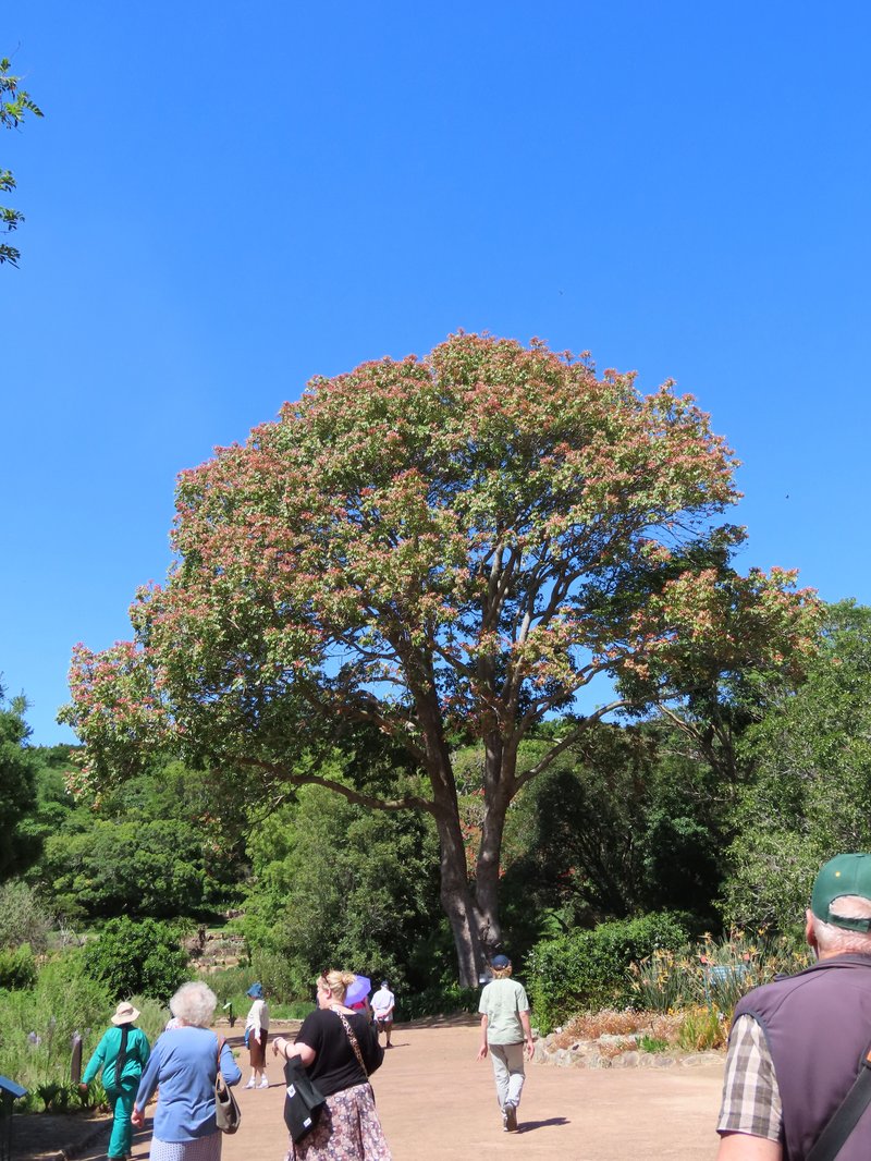 Nyasaland Mahogany photo 8