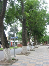 Senegal Mahogany