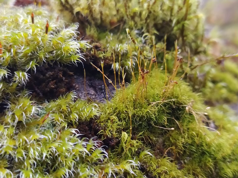 Blytt's Kiaeria Moss