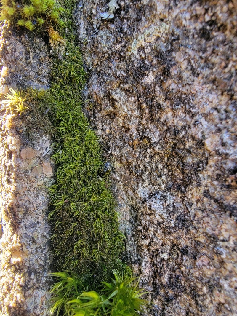 Blytt's Kiaeria Moss
