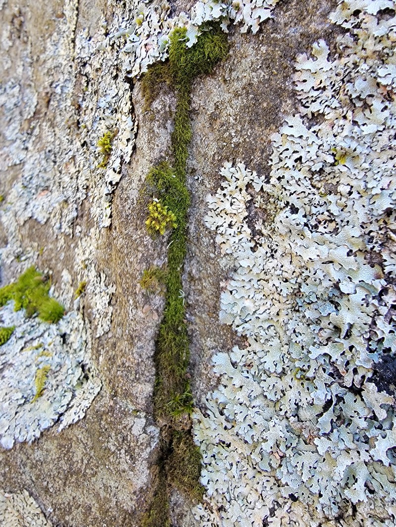 Blytt's Kiaeria Moss photo 2