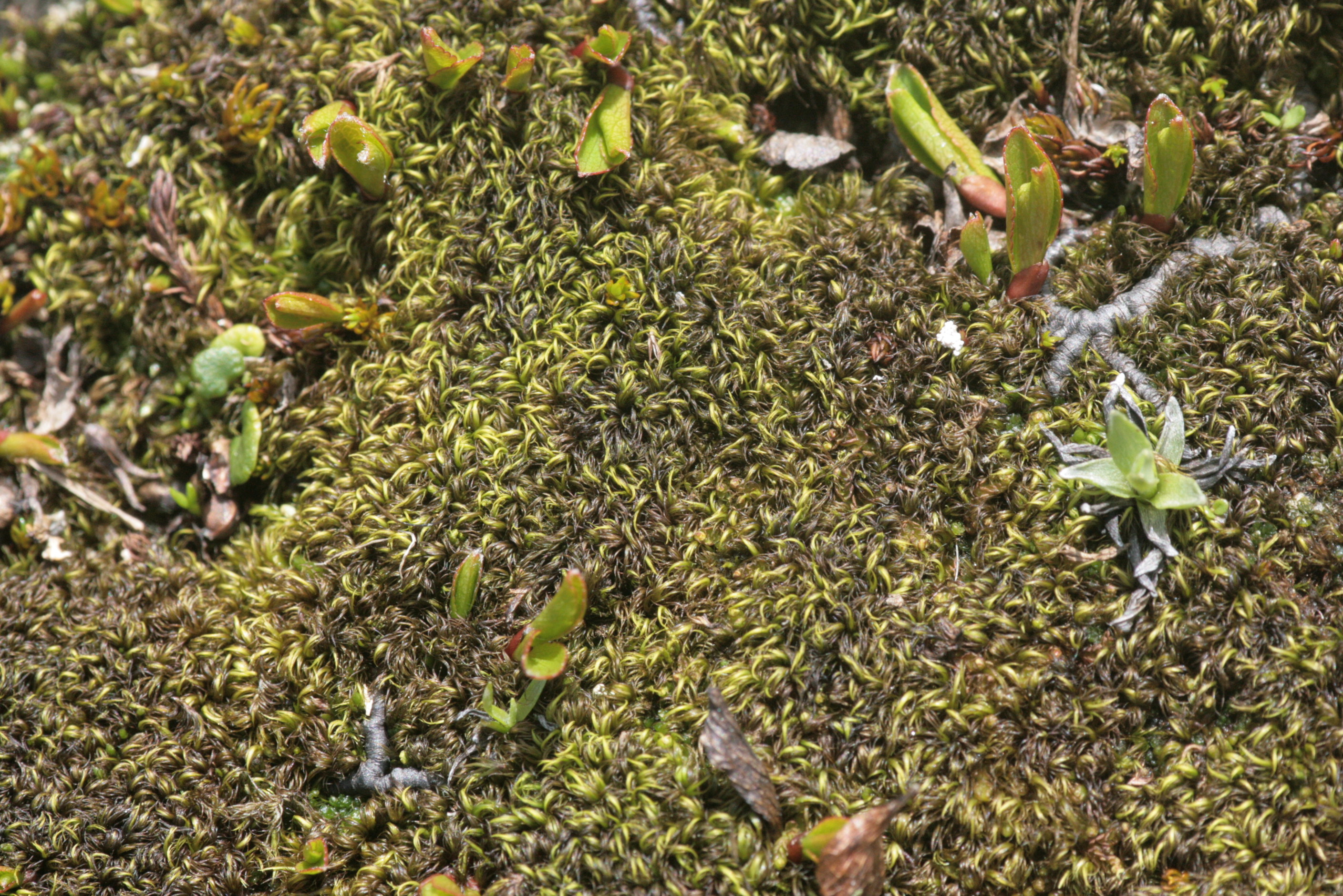 Sickle Kiaeria Moss photo 2
