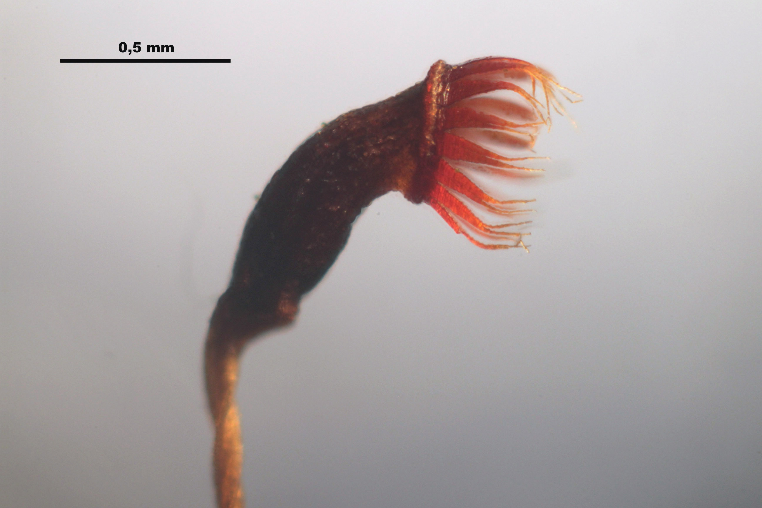 Sickle Kiaeria Moss photo 3