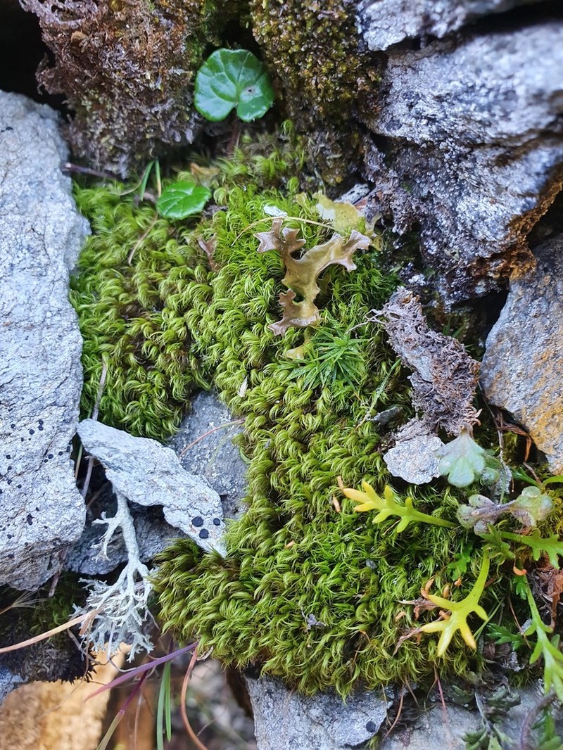 Sickle Kiaeria Moss
