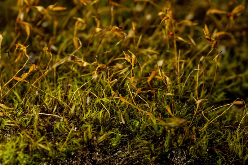 Sickle Kiaeria Moss photo 3