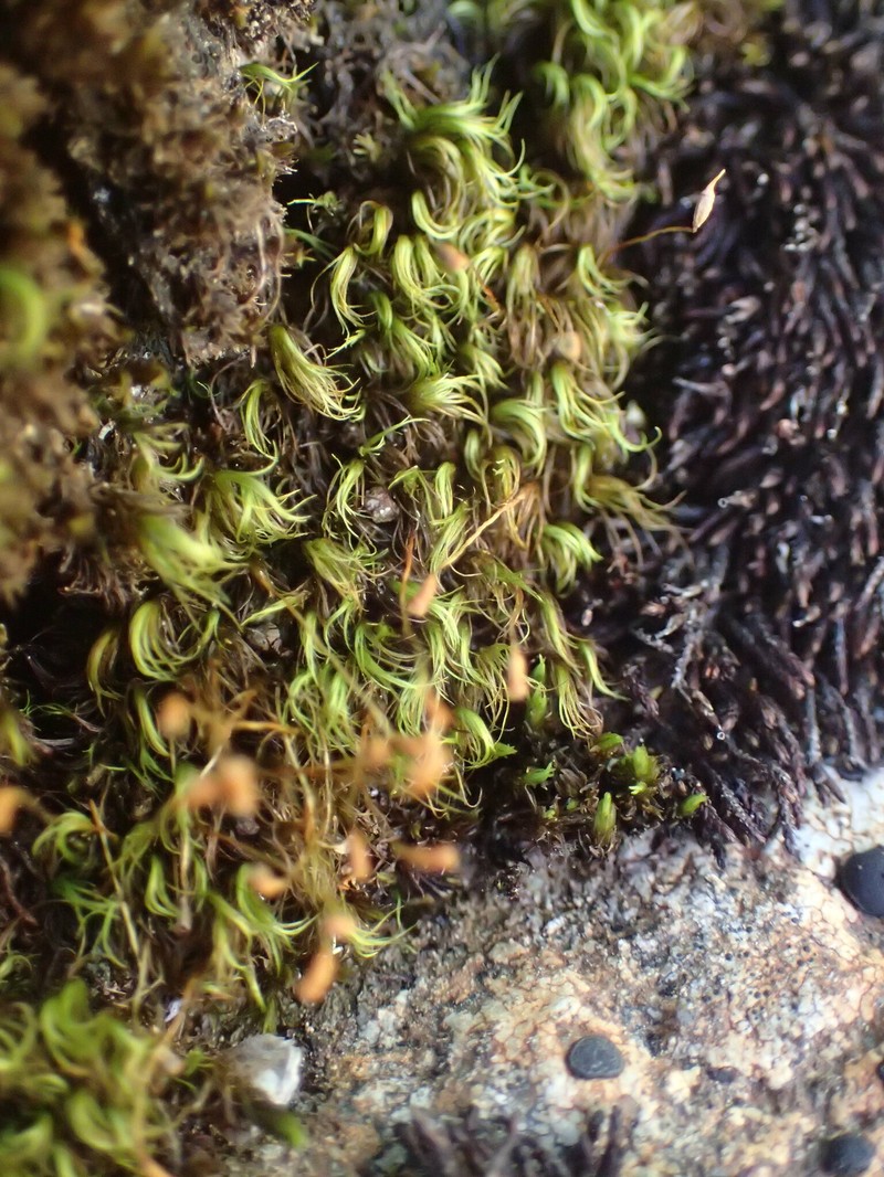 Sickle Kiaeria Moss photo 4