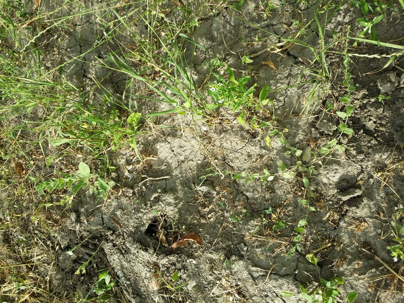 Sharpleaf Cancerwort photo 2