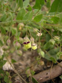 Sharpleaf Cancerwort