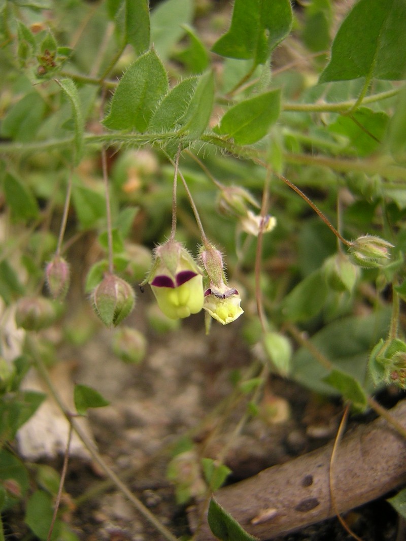 Sharpleaf Cancerwort