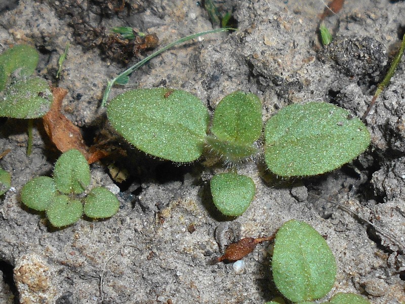 Sharpleaf Cancerwort photo 3
