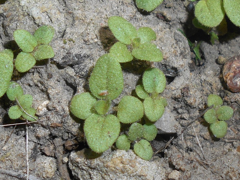 Sharpleaf Cancerwort photo 4