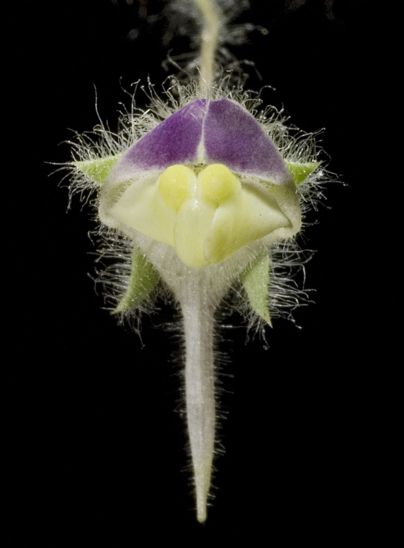 Roundleaf Cancerwort photo 2