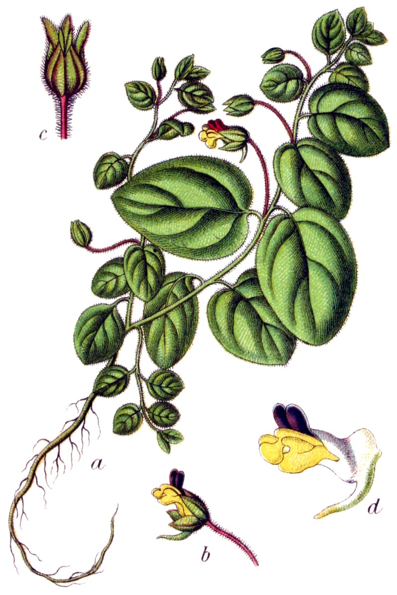Roundleaf Cancerwort photo 3