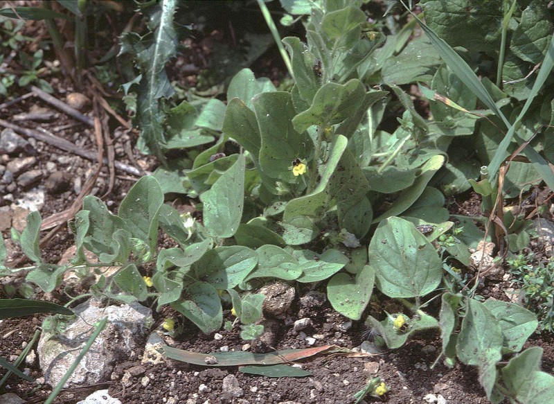 Roundleaf Cancerwort