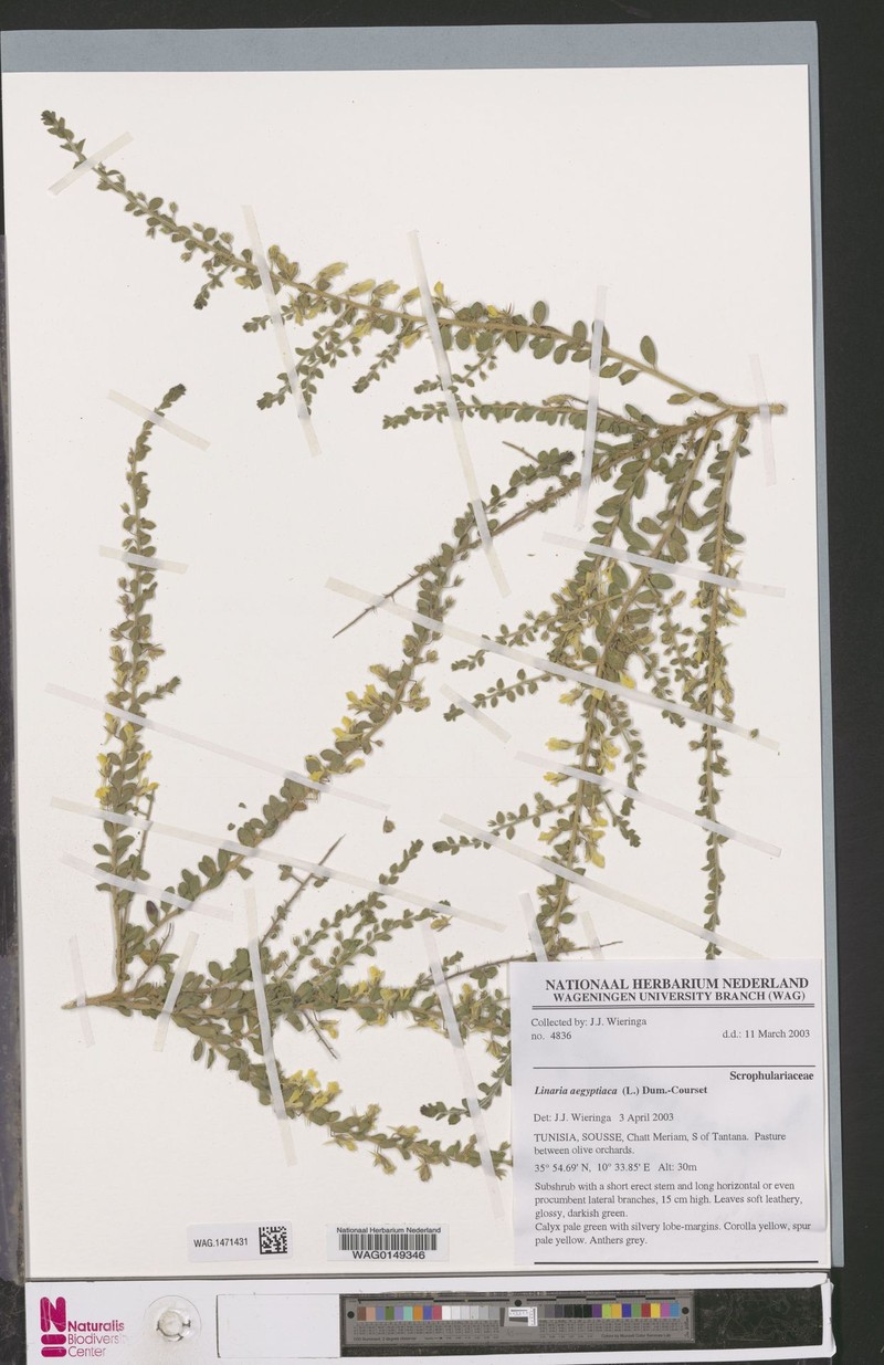 Kickxia aegyptiaca subsp. aegyptiaca