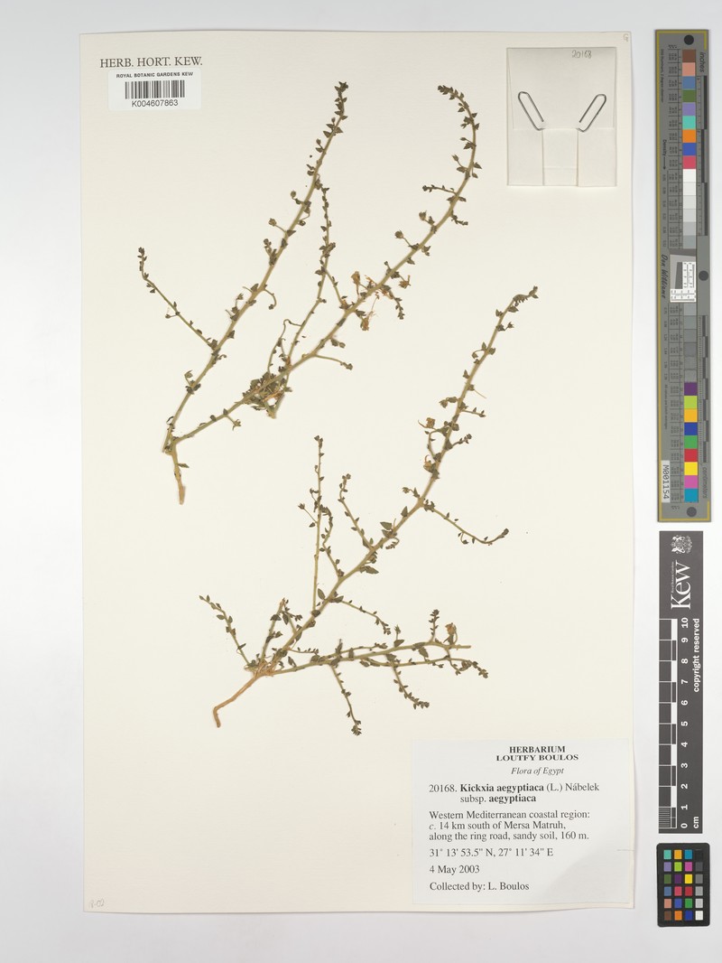 Kickxia aegyptiaca subsp. aegyptiaca photo 2