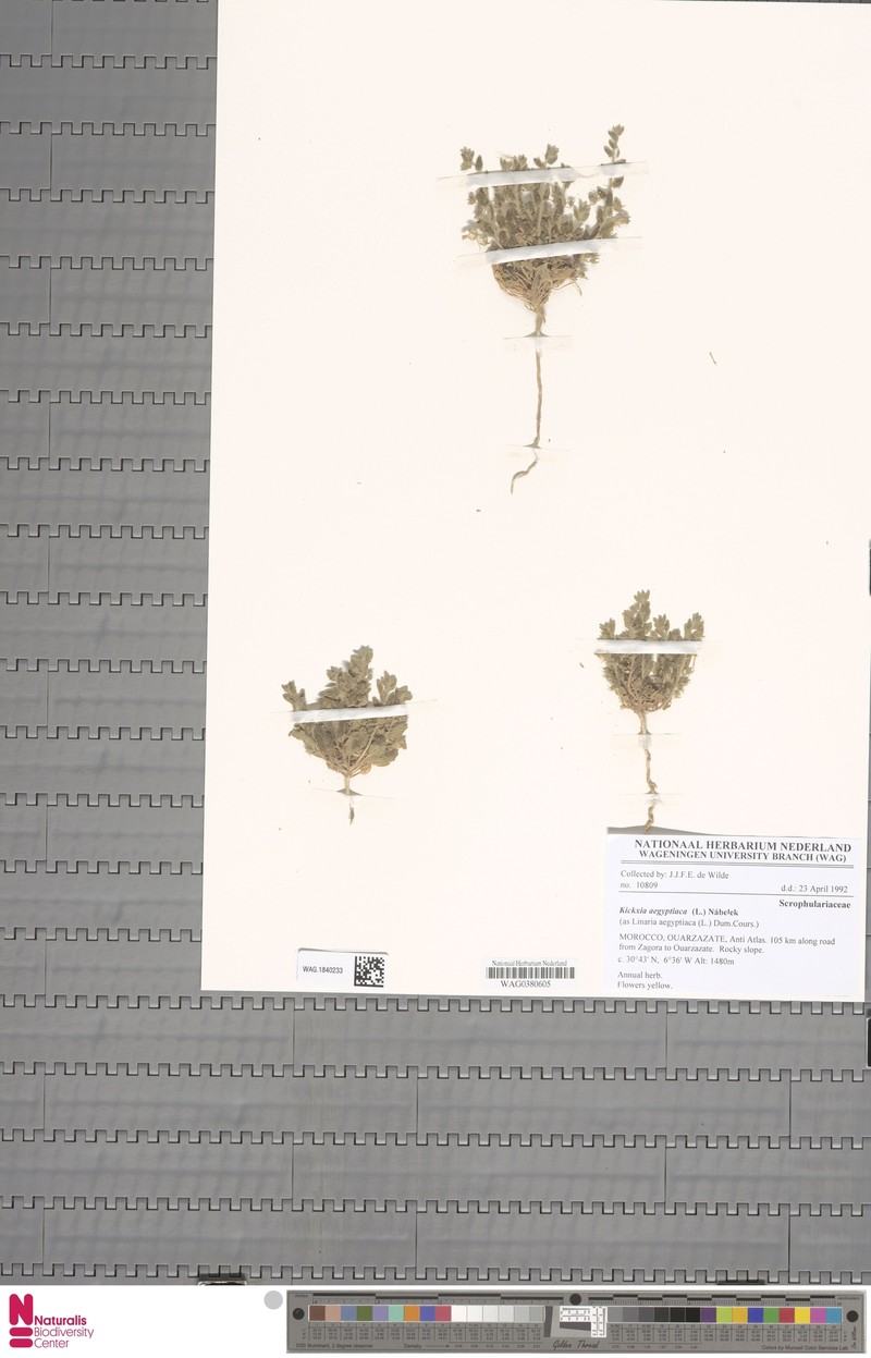 Kickxia aegyptiaca subsp. aegyptiaca photo 3