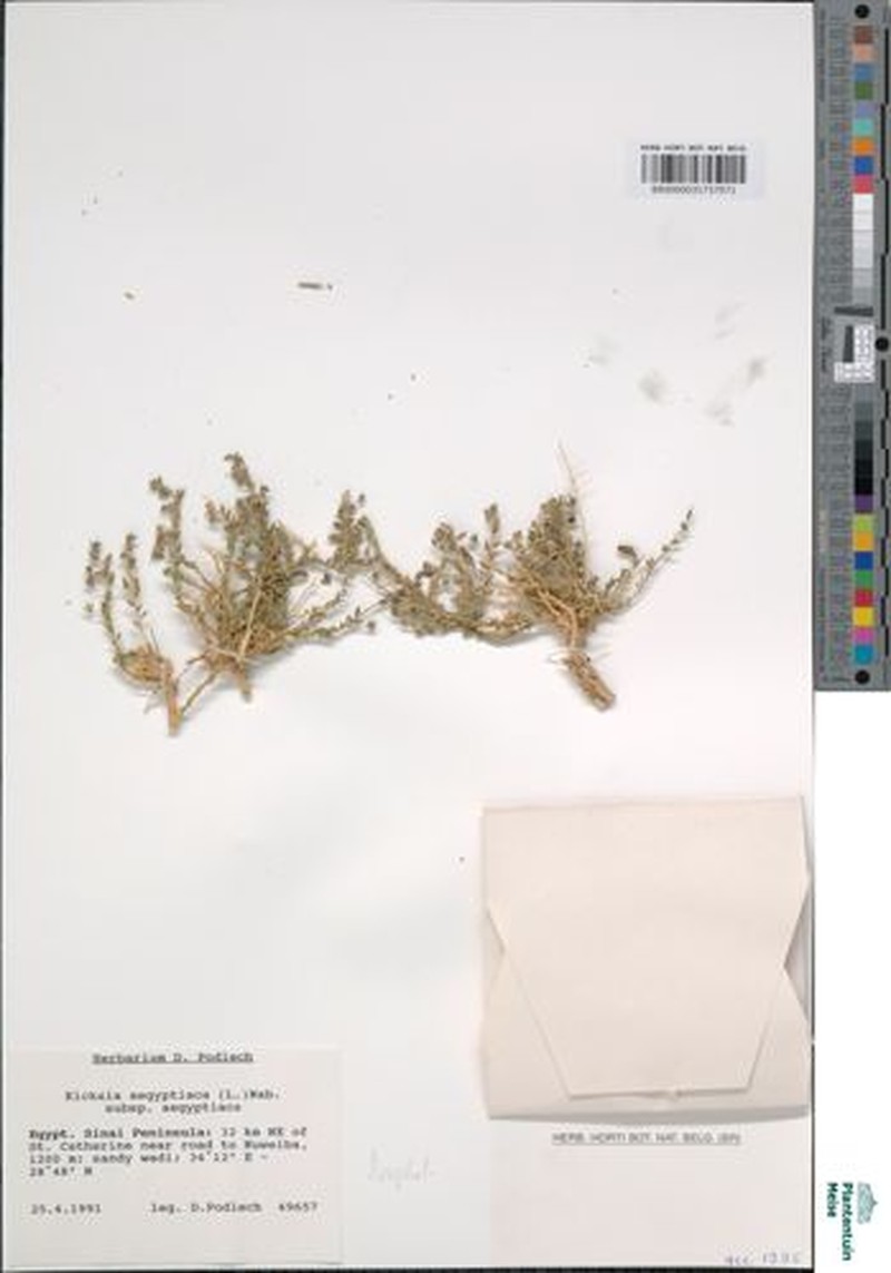 Kickxia aegyptiaca subsp. aegyptiaca photo 4