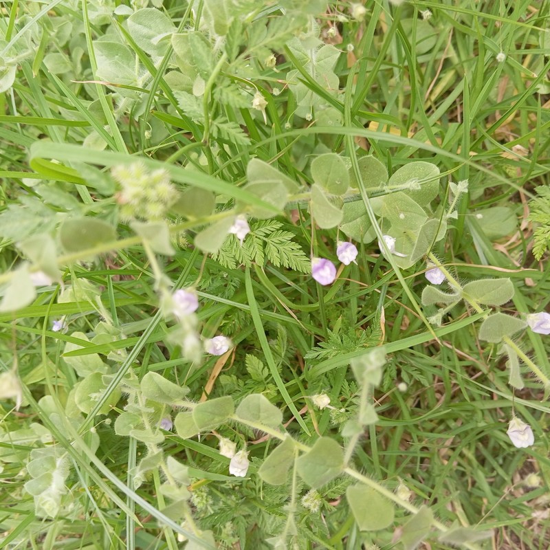 Kickxia commutata subsp. commutata