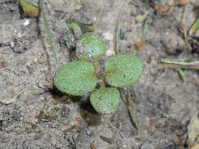Sharpleaf Cancerwort photo 5