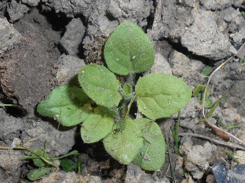 Sharpleaf Cancerwort photo 6