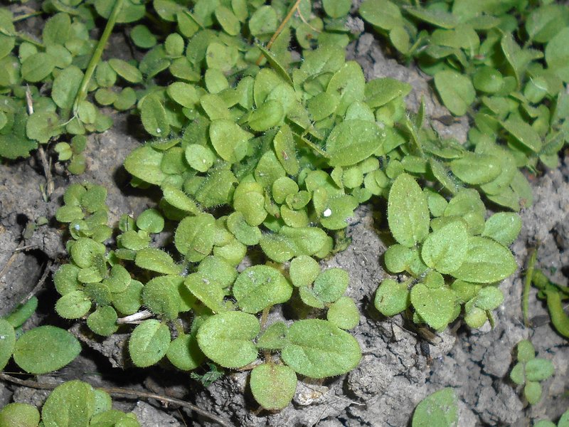 Sharpleaf Cancerwort photo 7