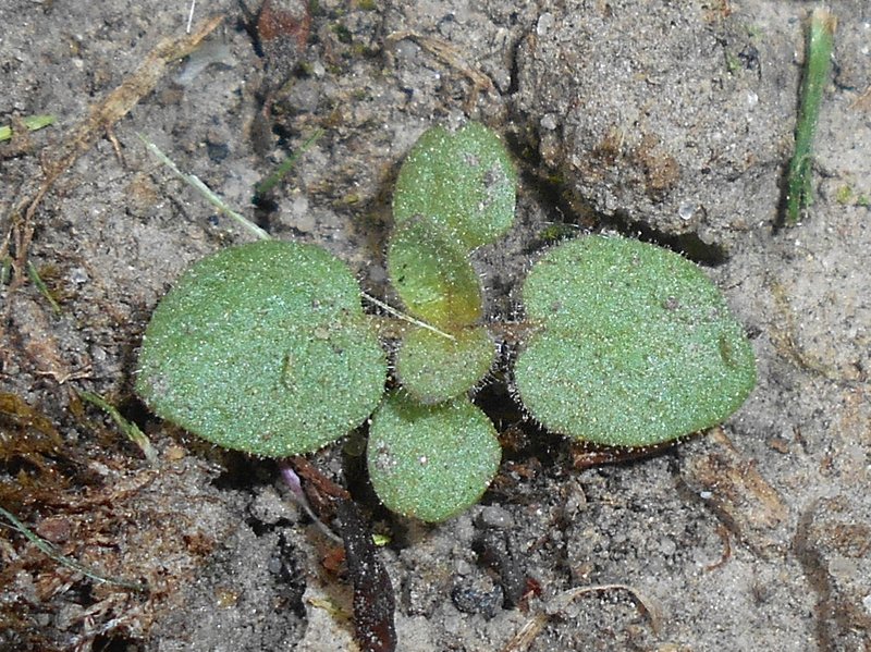 Sharpleaf Cancerwort photo 8