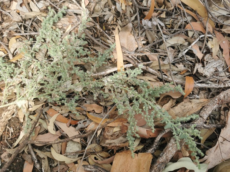 Kickxia elatine subsp. sieberi