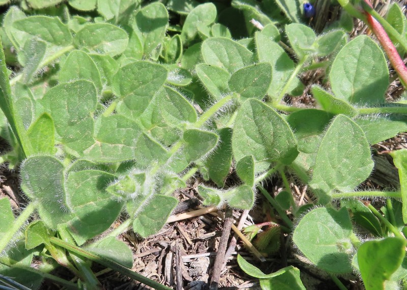 Kickxia elatine subsp. sieberi photo 2