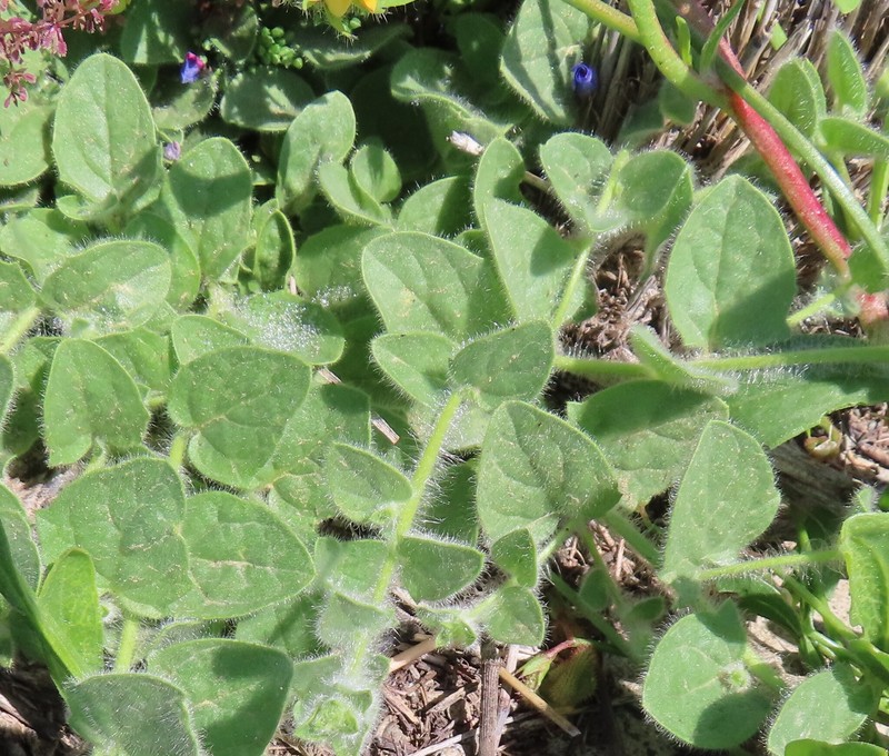 Kickxia elatine subsp. sieberi photo 4