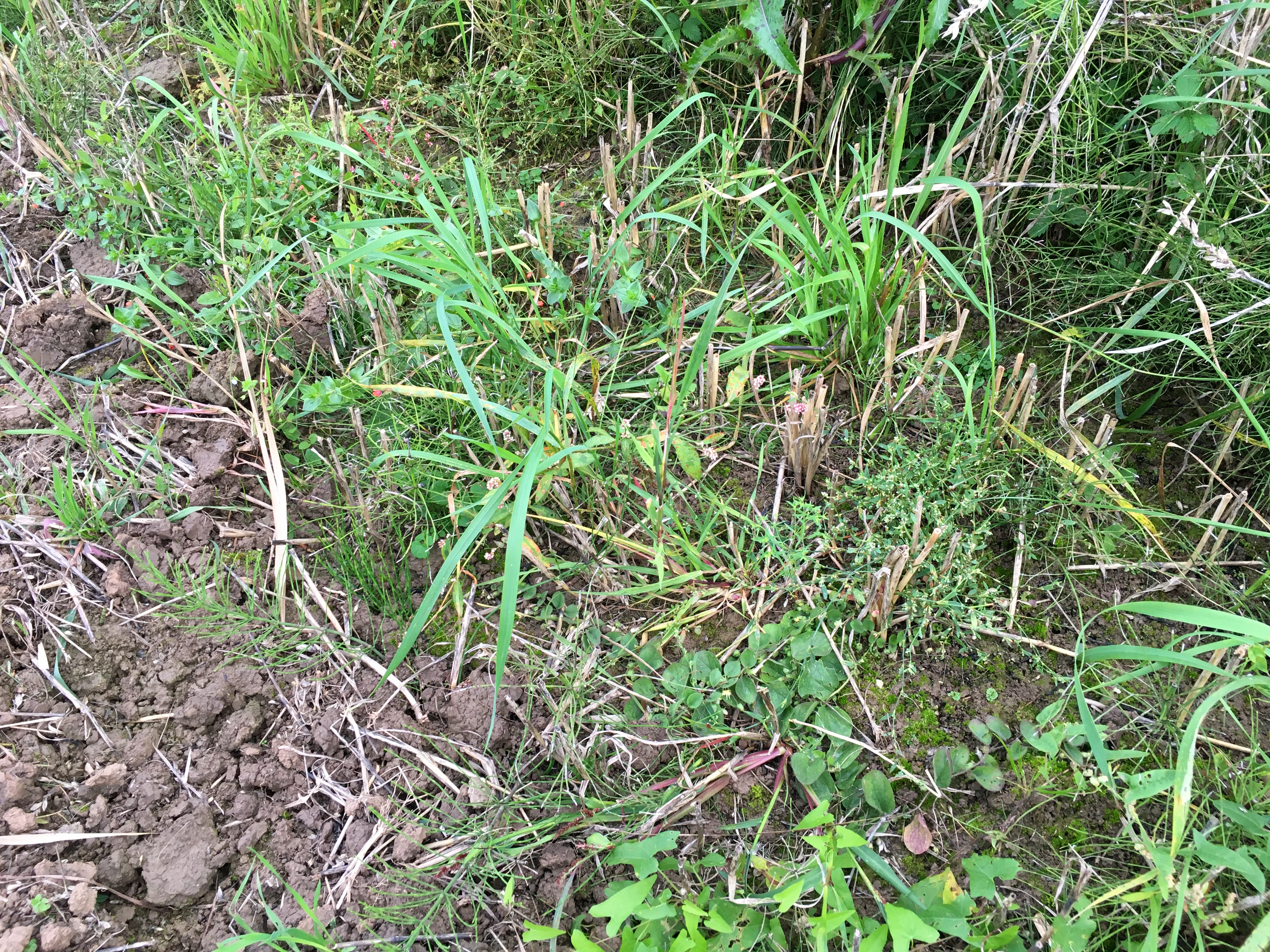 Roundleaf Cancerwort photo 4