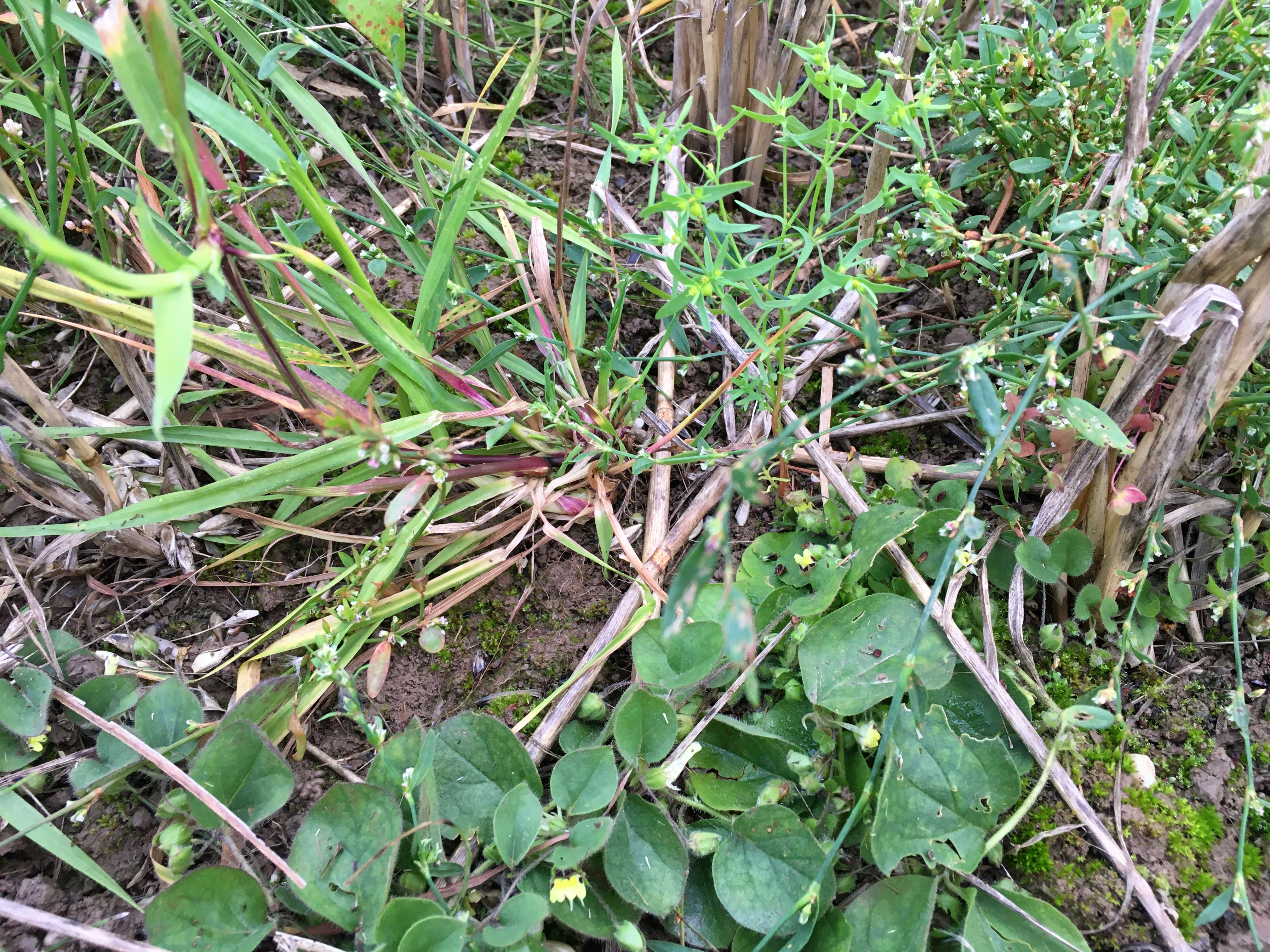 Roundleaf Cancerwort photo 5