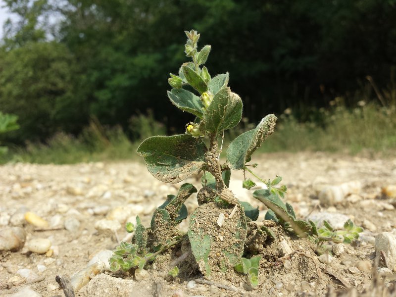 Roundleaf Cancerwort photo 6