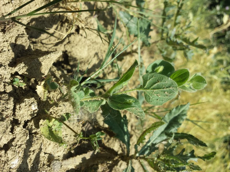 Roundleaf Cancerwort photo 7