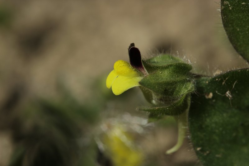 Roundleaf Cancerwort photo 8